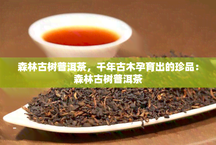 森林古树普洱茶，千年古木孕育出的珍品：森林古树普洱茶