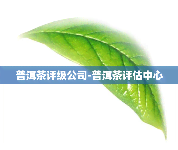 普洱茶评级公司-普洱茶评估中心