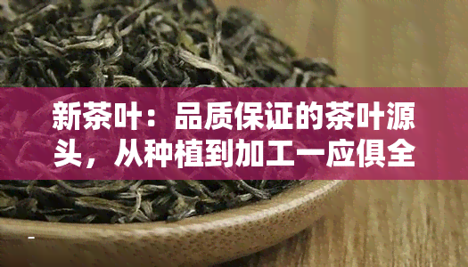 新茶叶：品质保证的茶叶源头，从种植到加工一应俱全