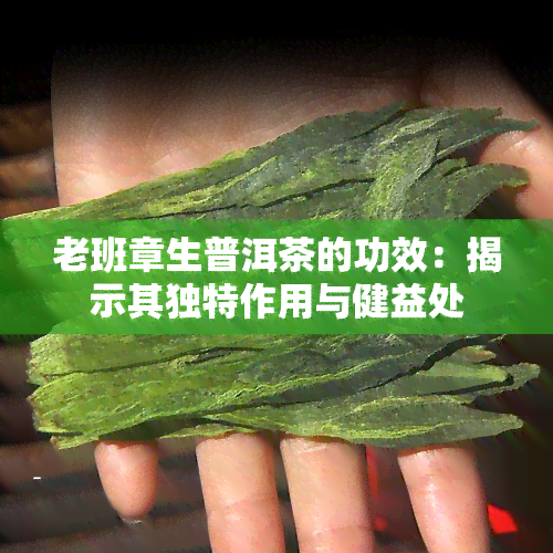 老班章生普洱茶的功效：揭示其独特作用与健益处