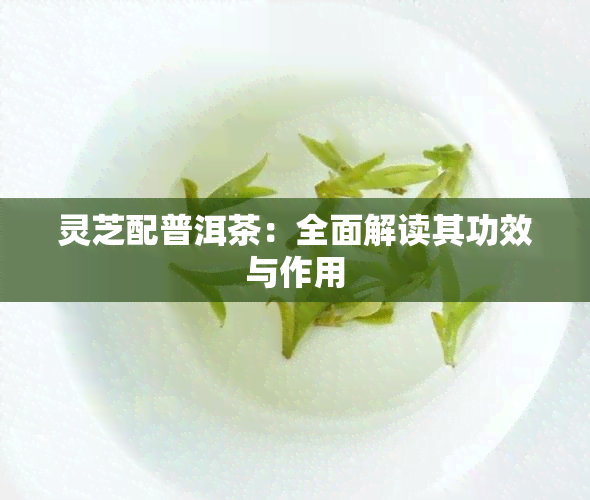 灵芝配普洱茶：全面解读其功效与作用