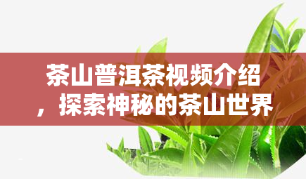 茶山普洱茶视频介绍，探索神秘的茶山世界：普洱茶视频全面解析