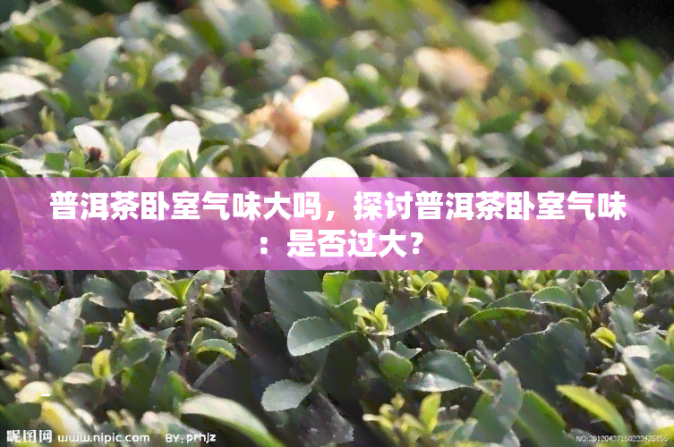 普洱茶卧室气味大吗，探讨普洱茶卧室气味：是否过大？