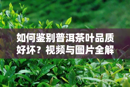 如何鉴别普洱茶叶品质好坏？视频与图片全解析！