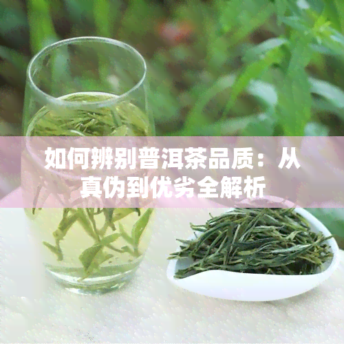 如何辨别普洱茶品质：从真伪到优劣全解析