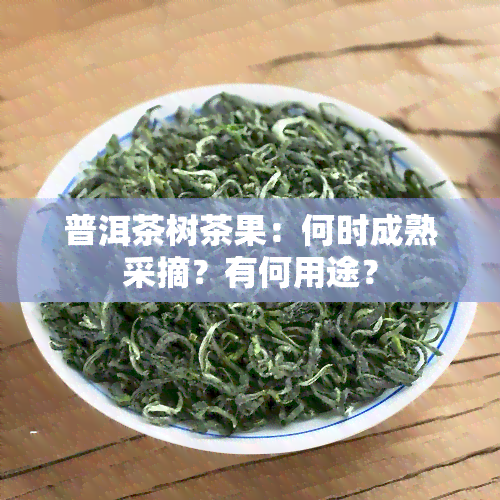 普洱茶树茶果：何时成熟采摘？有何用途？