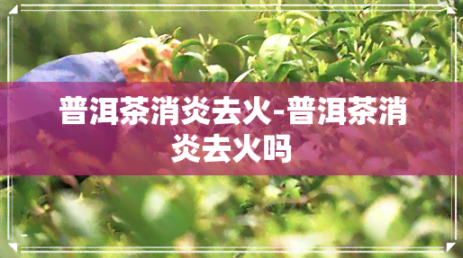 普洱茶消炎去火-普洱茶消炎去火吗