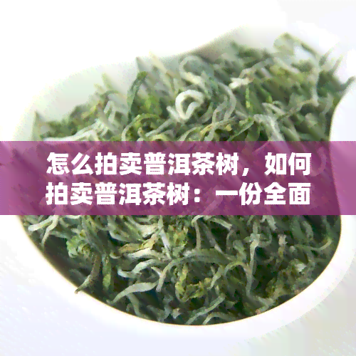 怎么拍卖普洱茶树，如何拍卖普洱茶树：一份全面的指南