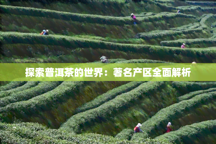 探索普洱茶的世界：著名产区全面解析