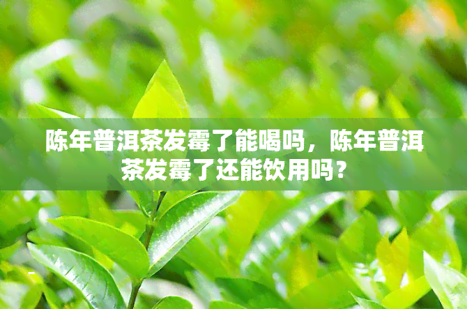 陈年普洱茶发霉了能喝吗，陈年普洱茶发霉了还能饮用吗？