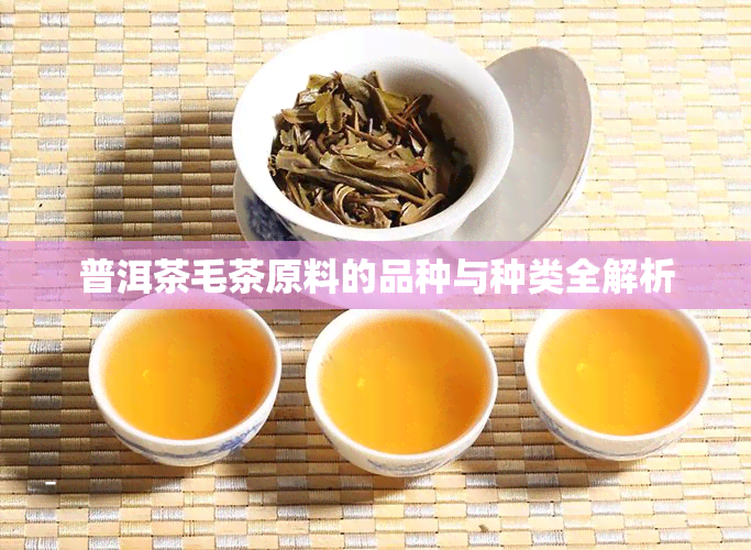 普洱茶毛茶原料的品种与种类全解析