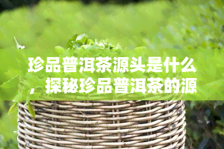 珍品普洱茶源头是什么，探秘珍品普洱茶的源头：揭开其神秘面纱