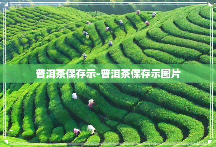 普洱茶保存示-普洱茶保存示图片