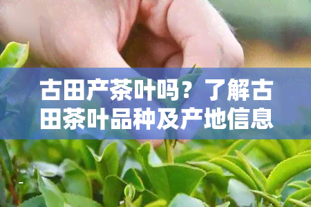 古田产茶叶吗？了解古田茶叶品种及产地信息