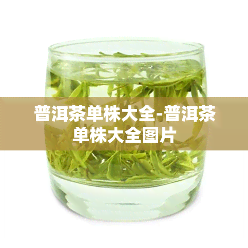 普洱茶单株大全-普洱茶单株大全图片