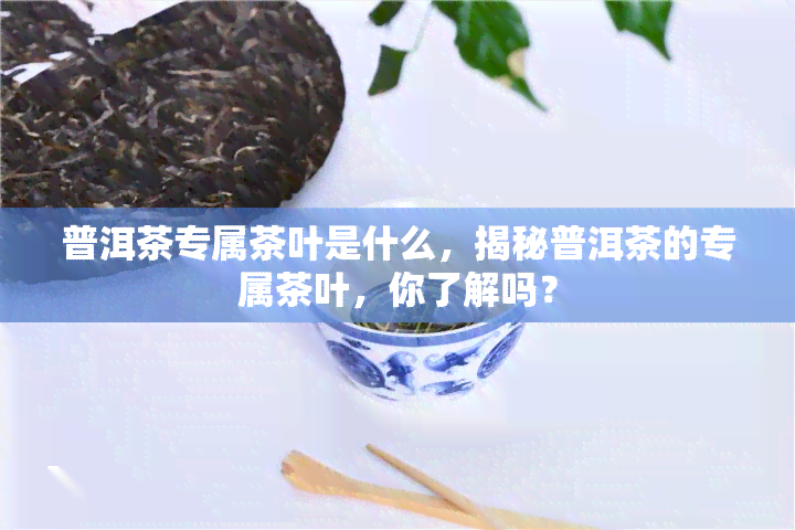 普洱茶专属茶叶是什么，揭秘普洱茶的专属茶叶，你了解吗？