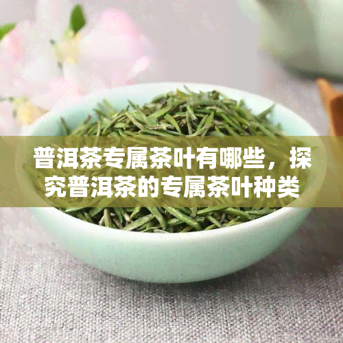 普洱茶专属茶叶有哪些，探究普洱茶的专属茶叶种类