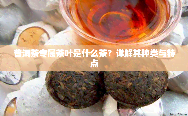 普洱茶专属茶叶是什么茶？详解其种类与特点