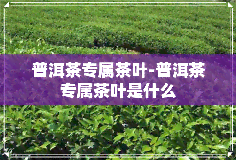 普洱茶专属茶叶-普洱茶专属茶叶是什么