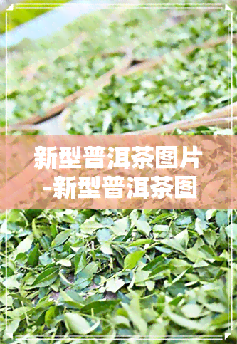 新型普洱茶图片-新型普洱茶图片大全