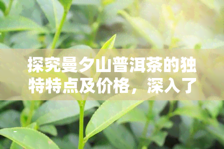 探究曼夕山普洱茶的独特特点及价格，深入了解其古树茶的魅力