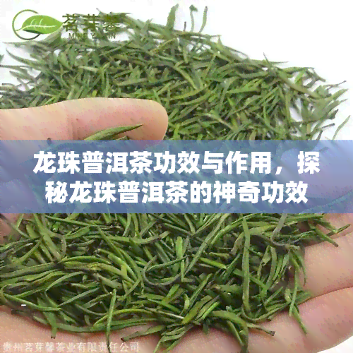 龙珠普洱茶功效与作用，探秘龙珠普洱茶的神奇功效与作用