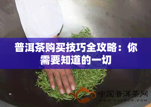 普洱茶购买技巧全攻略：你需要知道的一切