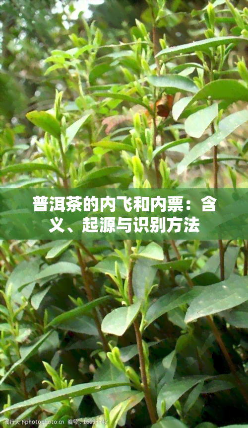 普洱茶的内飞和内票：含义、起源与识别方法