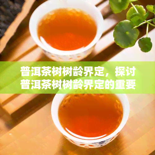 普洱茶树树龄界定，探讨普洱茶树树龄界定的重要性与方法