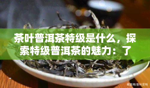 茶叶普洱茶特级是什么，探索特级普洱茶的魅力：了解茶叶中的瑰宝