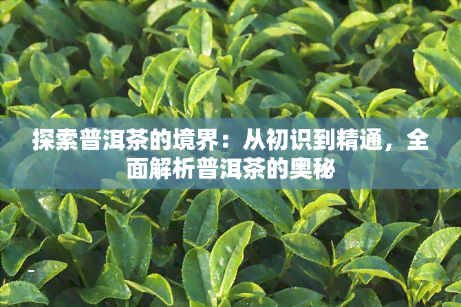 探索普洱茶的境界：从初识到精通，全面解析普洱茶的奥秘