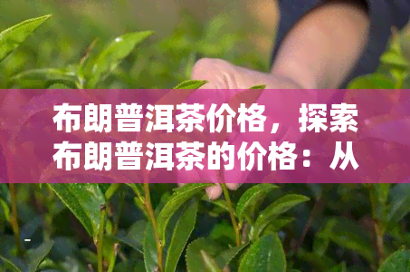 布朗普洱茶价格，探索布朗普洱茶的价格：从入门级到高端产品的全面指南