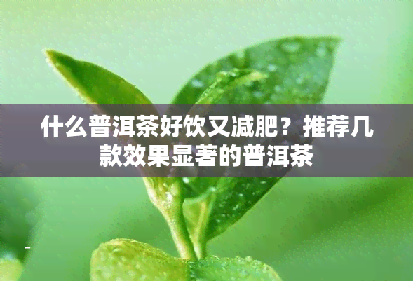 什么普洱茶好饮又减肥？推荐几款效果显著的普洱茶