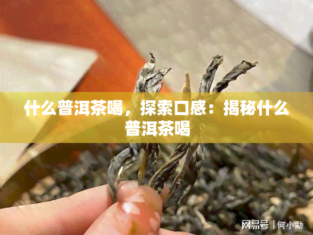 什么普洱茶喝，探索口感：揭秘什么普洱茶喝