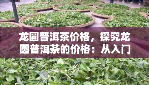 龙圆普洱茶价格，探究龙圆普洱茶的价格：从入门到高端的全面解析