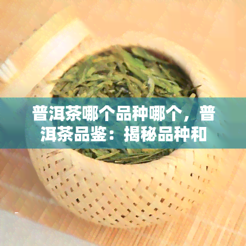 普洱茶哪个品种哪个，普洱茶品鉴：揭秘品种和