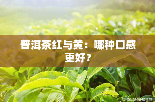 普洱茶红与黄：哪种口感更好？