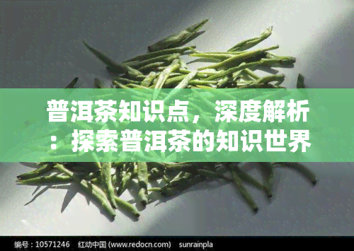 普洱茶知识点，深度解析：探索普洱茶的知识世界