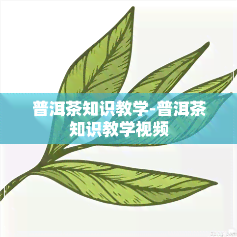 普洱茶知识教学-普洱茶知识教学视频