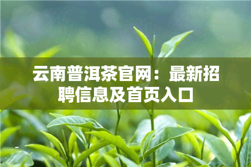 云南普洱茶官网：最新招聘信息及首页入口