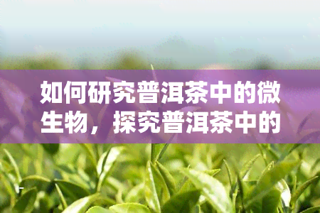 如何研究普洱茶中的微生物，探究普洱茶中的微生物：方法与策略