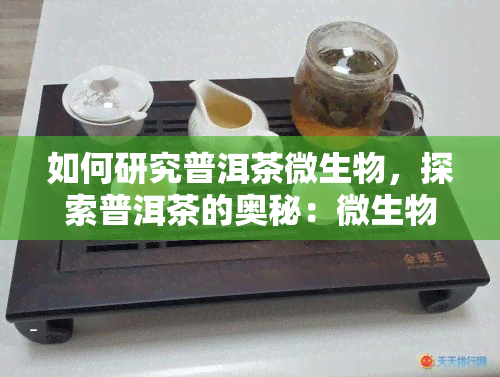 如何研究普洱茶微生物，探索普洱茶的奥秘：微生物研究方法与实践