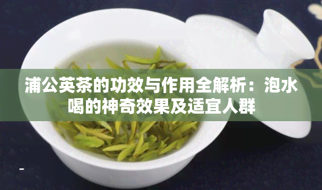 浦公英茶的功效与作用全解析：泡水喝的神奇效果及适宜人群