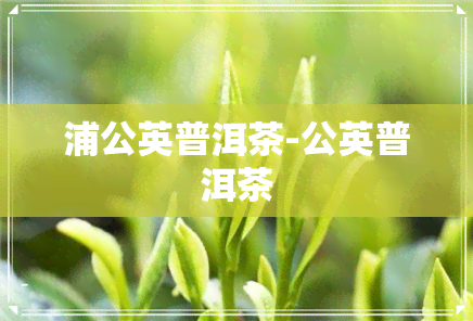 浦公英普洱茶-公英普洱茶