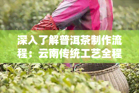 深入了解普洱茶制作流程：云南传统工艺全程揭秘视频