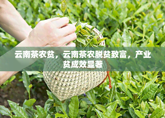 云南茶农贫，云南茶农脱贫致富，产业贫成效显著