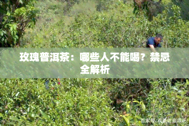 玫瑰普洱茶：哪些人不能喝？禁忌全解析