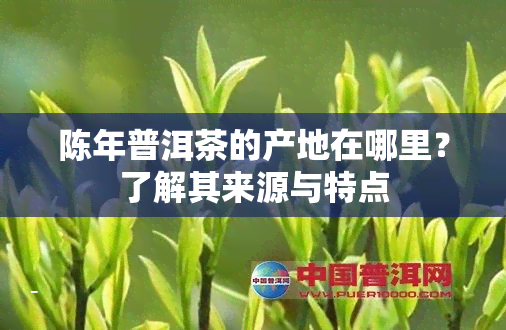 陈年普洱茶的产地在哪里？了解其来源与特点