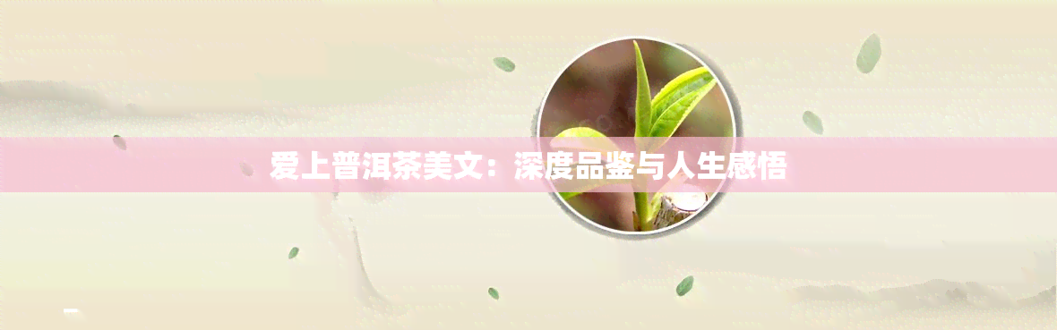 爱上普洱茶美文：深度品鉴与人生感悟