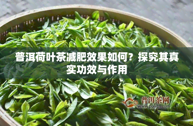 普洱荷叶茶减肥效果如何？探究其真实功效与作用